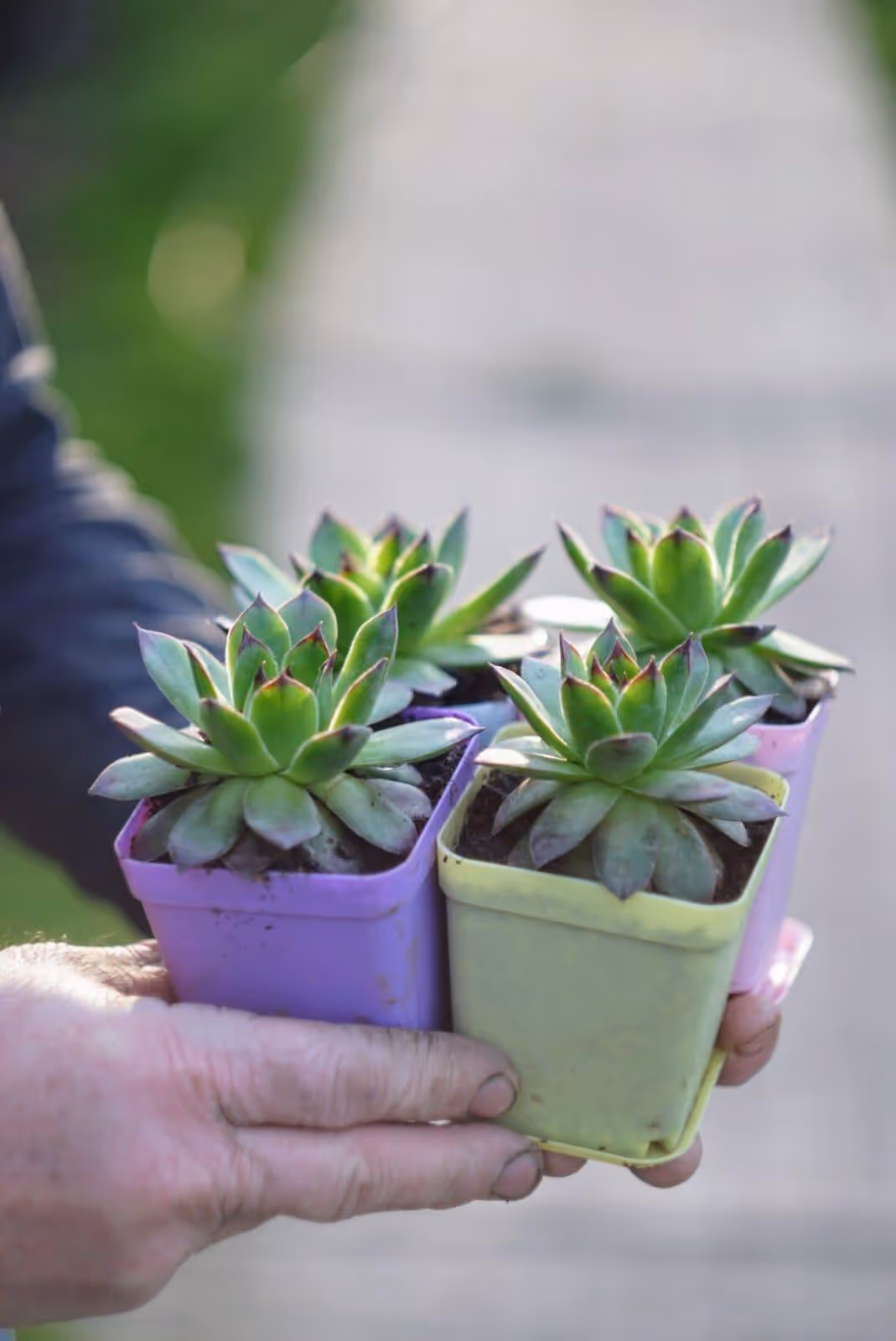 Plante în ghivece