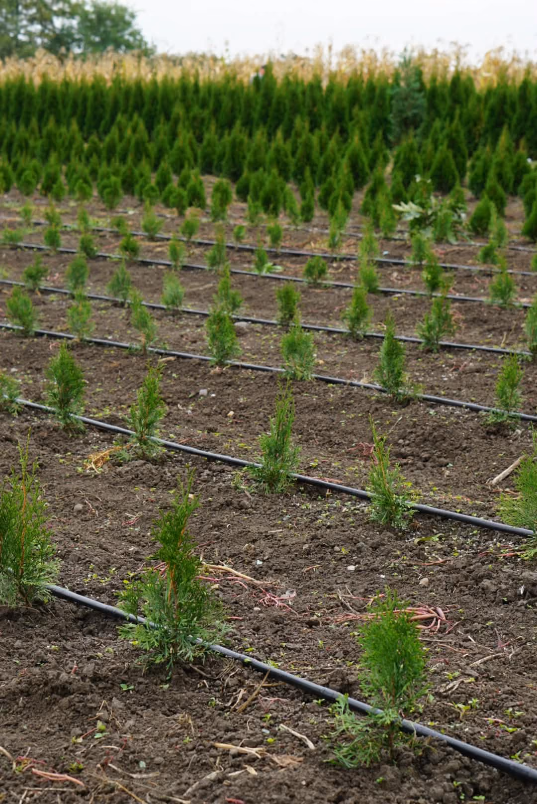 Tuia Smaragd tânără, cultivată pe rânduri în câmp
